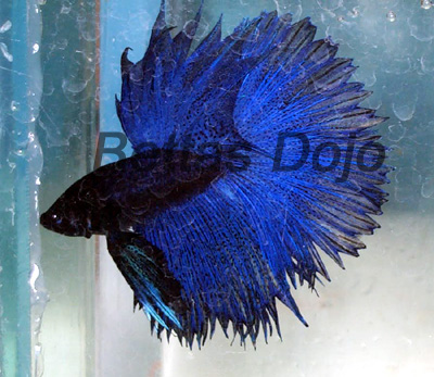 Royal Blue HS (DT, HM, CT geno) from BettasHouse