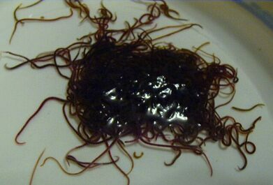 Live Black Worms (picture from www.aquaticfoods.com)