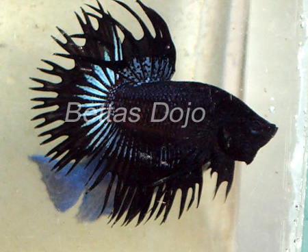 Black CT from BettasHouse (pic is of another fish; but is exactly alike)
