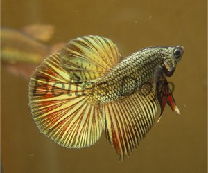 Copper Gold HM (old pic; has better finnage now) from TopBettas