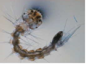 Mosquito Larvae (Pic from www.aquaticeco.com)