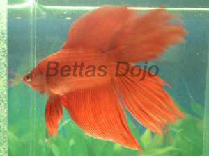 Red DT (HM, Faith's "red gorgeous" geno) from BettaWizard