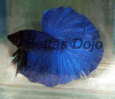 Royal Blue HM (DT geno) from BettasHouse